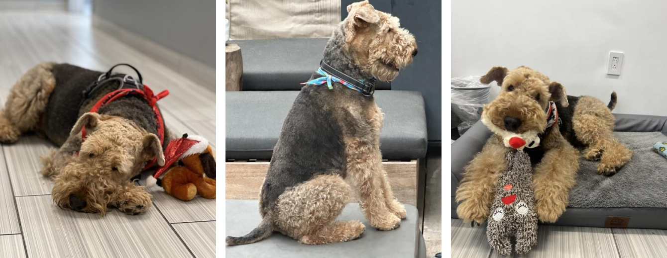 Dog Group Images